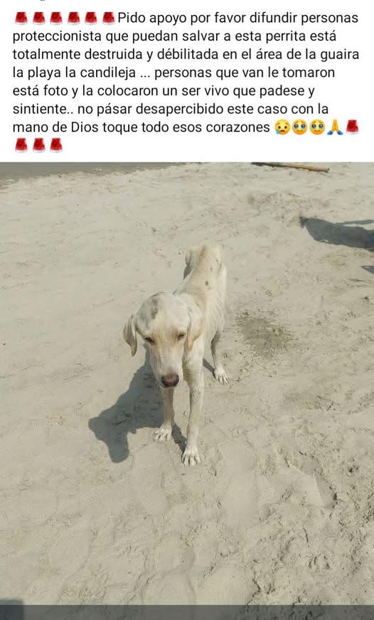 NUEVAMENTE <a href="/MisionNevado/">Misión Nevado</a>..