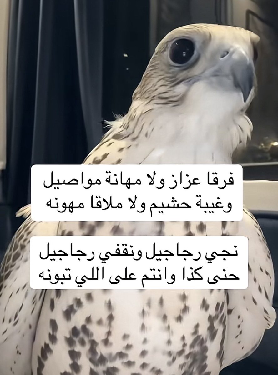 vip خاص نوادرالابل (@vib151515) on Twitter photo 