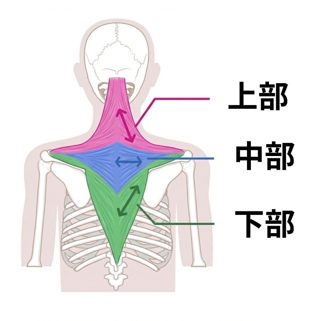 図の僧帽筋は肩甲骨を体に安定させます

でも僧帽筋上部が過剰に働くと逆に肩甲骨が上に引っ張り体から浮き、肩こり・巻き肩に

逆に下部僧帽筋が働くと肩甲骨が正しい軌道に戻って症状が改善します