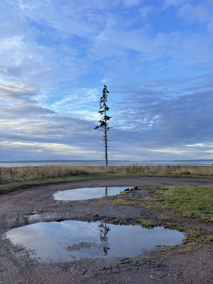 I’m having my coffee with the Lone Tree this morning