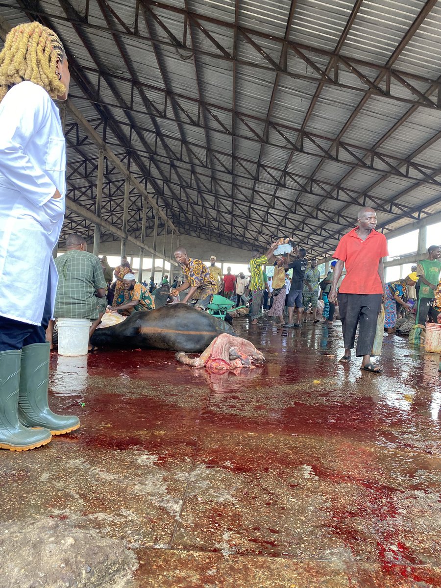 KoladeThevetguy's tweet photo. I was at the Abattoir today to educate butchers about AMR.
#EndAMR https://t.co/JiGPmlHPwT