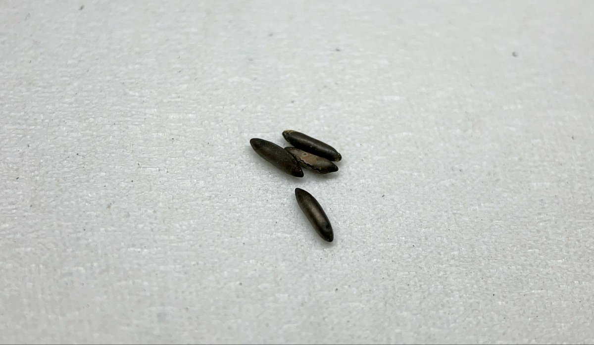 Yabugiris's tweet image. ミヤマヒメギスの卵
今年で2年目の冬を迎える
死んだ卵は萎んでしまうので多分これらは生きてるはず…
膨張しているのは生死不明
合計で21個一応生存している