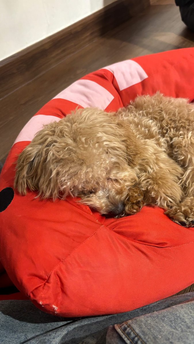 MINTBNK48THFC's tweet image. 𝕄𝕚𝕟𝕥 𝕀𝕘 𝕊𝕥𝕠𝕣𝕪 𝕌𝕡𝕕𝕒𝕥𝕖 

📎instagram.com/stories/mint.b…

#Mintbnk48
#BNK48
#Smileofmint