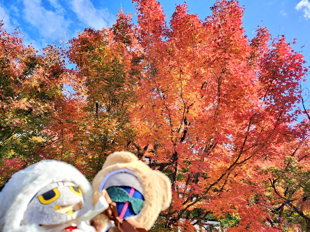 micra_ms_sp's tweet image. 紅葉行ってきた～🍁京都でほぼトップくらいに人気のお寺だけど、やっぱりどこ撮っても映える綺麗さだった🥰池の反射がすごく綺麗だった🙏✨️
#MSSPフォト