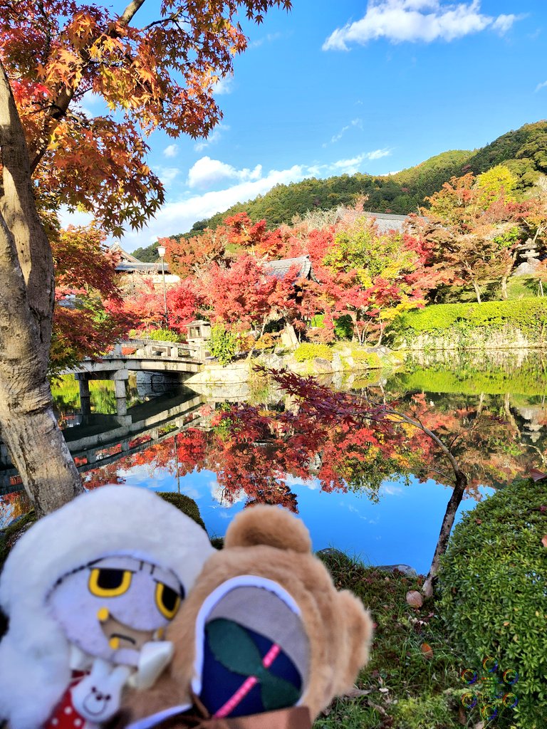 micra_ms_sp's tweet image. 紅葉行ってきた～🍁京都でほぼトップくらいに人気のお寺だけど、やっぱりどこ撮っても映える綺麗さだった🥰池の反射がすごく綺麗だった🙏✨️
#MSSPフォト