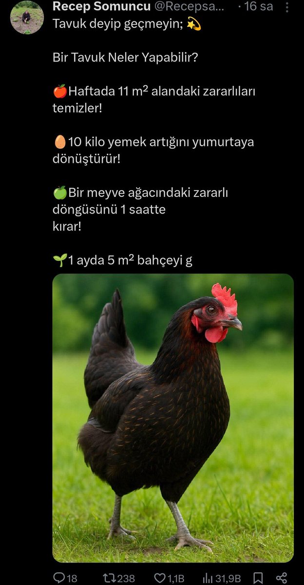 Pamuk Prenses tweet media