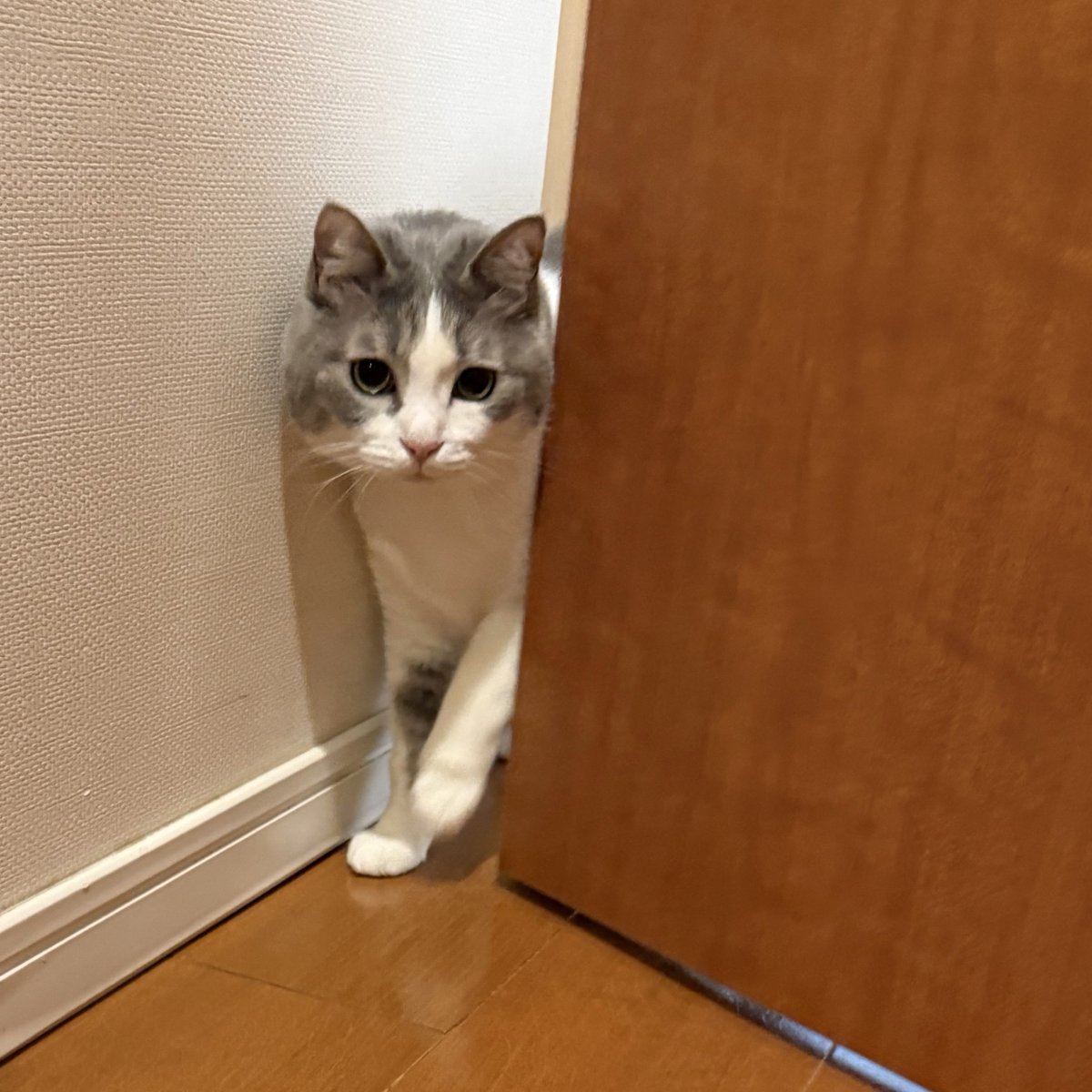 いずもん/まろ様＊mfmf (@7nfxwoi3F8lSqHU) / Posts / X