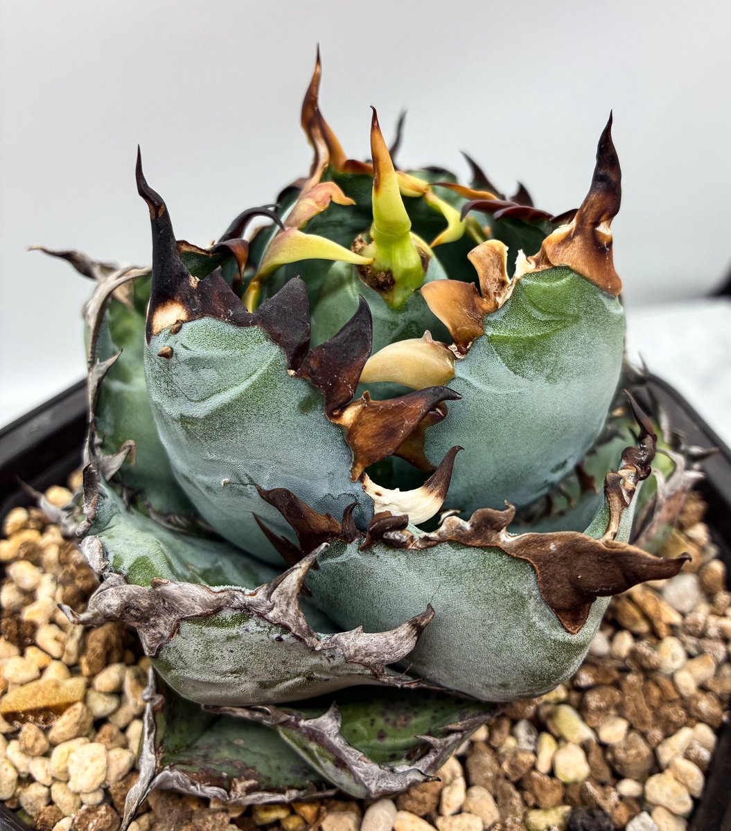 AgaveLives (@AgaveLives) / Posts / X