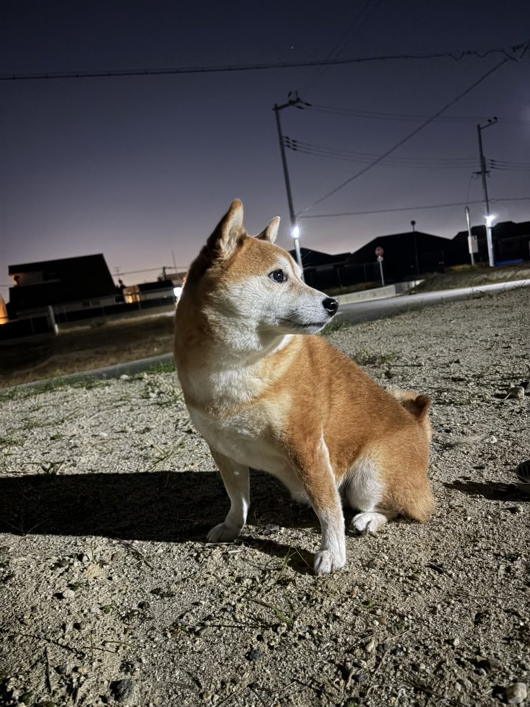 y30c's tweet image. 夜の散歩など〜