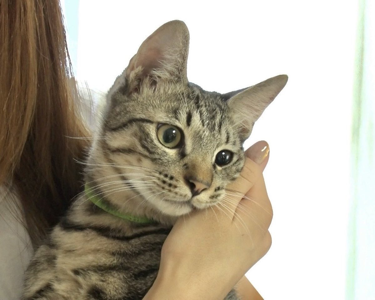 来週11/30(日)の #譲渡会 には、
ママ猫「うみ」と、子猫「もずく」「めかぶ」の3匹が参加予定です！

みりちゃむ家で沢山の初めてを経験し、ビビリのママ猫「うみ」も、抱っこや爪切りまで出来るようになりました。

新しい家族を希望の方は、詳細の事前予約をご確認下さい😊✨🍀