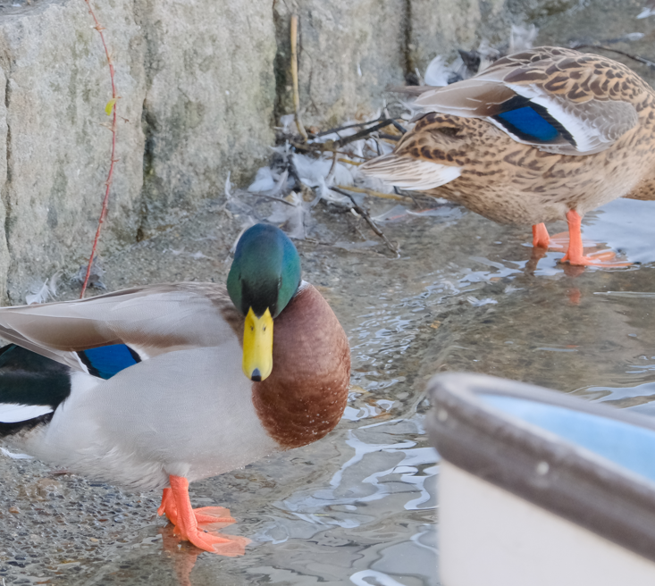 ulbak's tweet image. 色の語彙が少ないのでキングジムのファイルみたいな青できれいとしか言えなかった