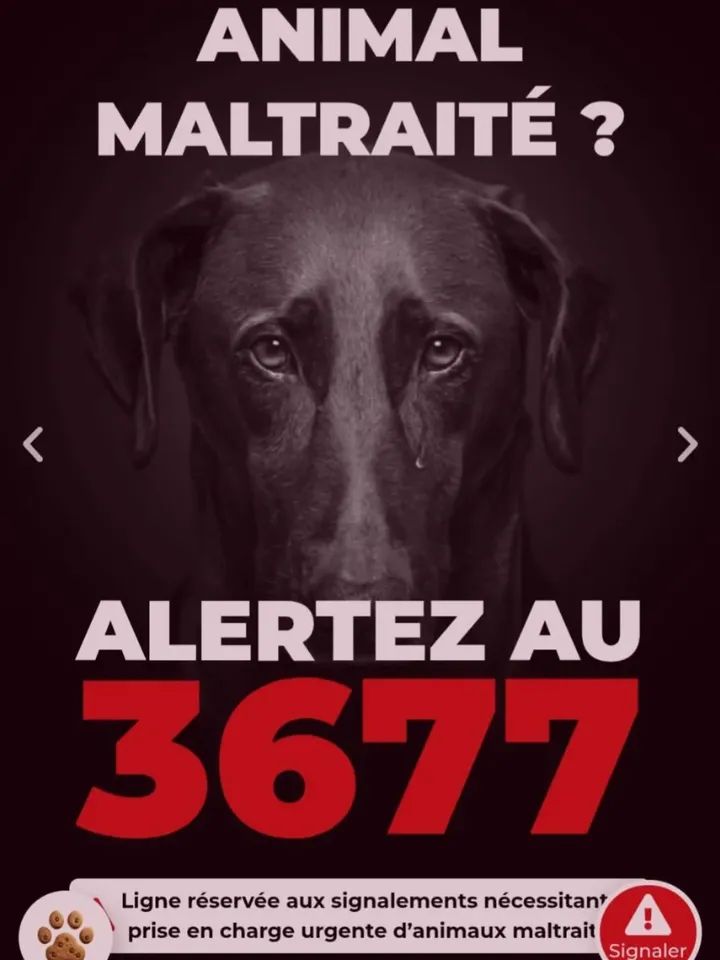 AdeaClaude's tweet image. 