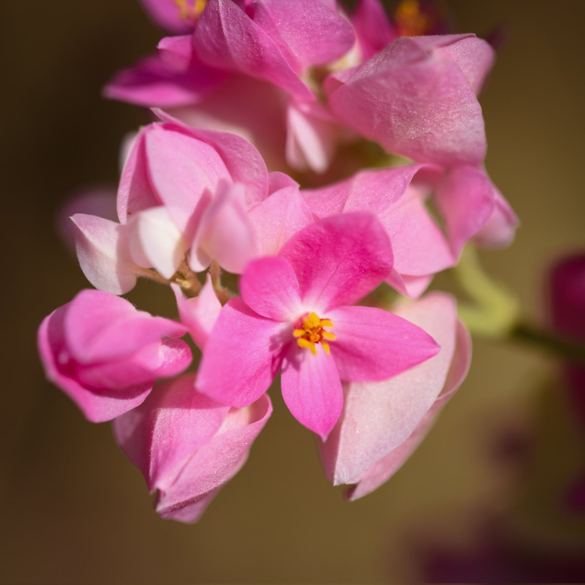 ••| حينما يعجز "التفاؤل" عن المواساة: عن الرضا وعوض الله الآتي
▪︎ نحن ندعي القوة كثيراً، نرتدي عباءة الإيجابية ونبتسم في وجوه العابرين، موقنين أن الحياة تتطلب صلابةً كي تستمر. ولكن، مهما بلغنا من الإيجابية، ومهما تدرّعنا بالأمل، تظل بشريتنا هشة، رقيقة، قابلة للخدش والكسر.
في