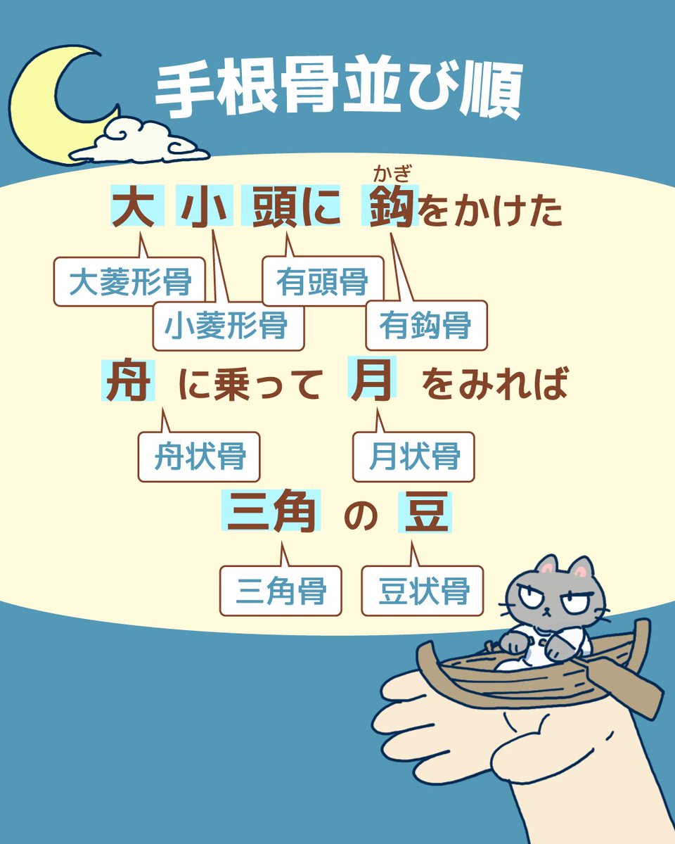 medic_PTOT's tweet photo. 🍂寒さと国試に打ち勝つ!
【秋冬ゴロ5選】
急に冷え込んできましたね…🤧
こたつやお風呂など、季節のイラストで楽しく覚えるゴロをまとめました!
① 手根骨並び順
② 二軸性関節3種類
③ 失語の分別
(重要な「感覚路」と「肺炎」はスレッドへ👇)
#クエスチョンバンク #PTOT #国試 #ゴロ https://t.co/bq06WJ658U