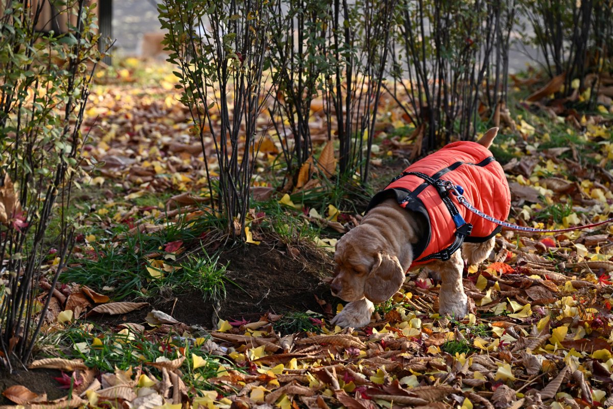 chageki's tweet image. ジュリオと散歩～秋深まる岩手県営運動公園歩きました。 　＃アメリカンコッカースパニエルplaza.rakuten.co.jp/shigekimb0515/… #r_blog