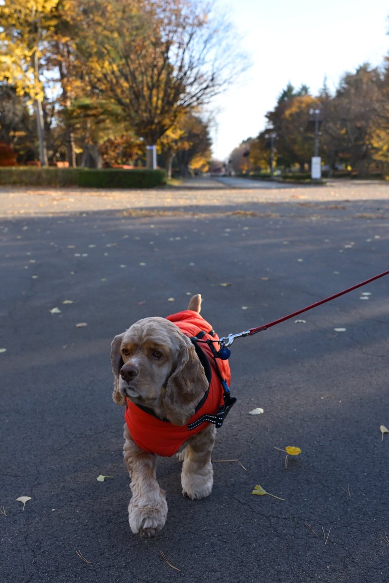 chageki's tweet image. ジュリオと散歩～秋深まる岩手県営運動公園歩きました。 　＃アメリカンコッカースパニエルplaza.rakuten.co.jp/shigekimb0515/… #r_blog