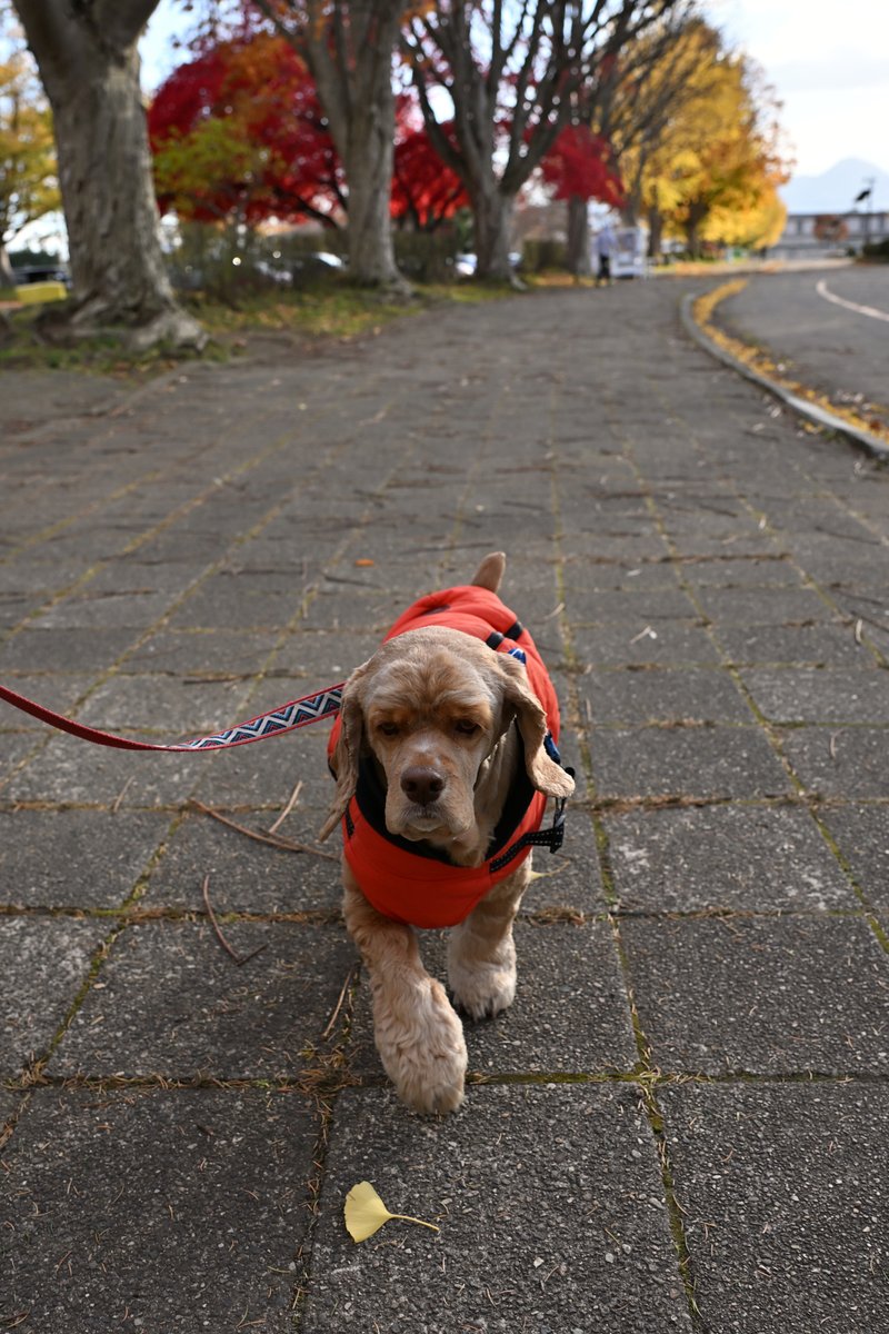 chageki's tweet image. ジュリオと散歩～秋深まる岩手県営運動公園歩きました。 　＃アメリカンコッカースパニエルplaza.rakuten.co.jp/shigekimb0515/… #r_blog