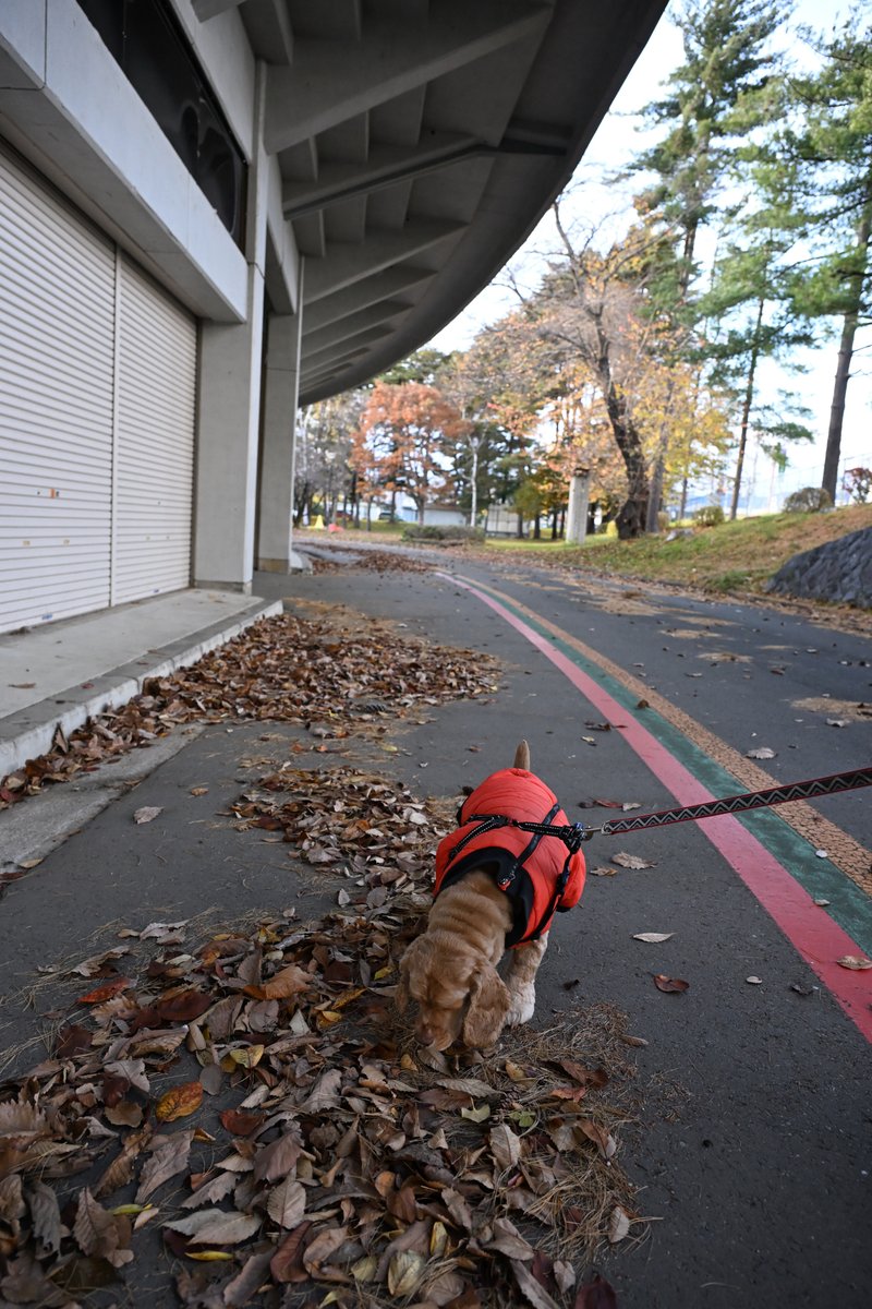 chageki's tweet image. ジュリオと散歩～秋深まる岩手県営運動公園歩きました。 　＃アメリカンコッカースパニエルplaza.rakuten.co.jp/shigekimb0515/… #r_blog