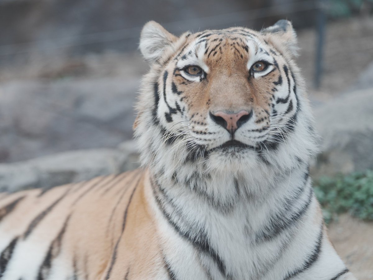 しろねこ (@Zk5Gb) / Posts / X