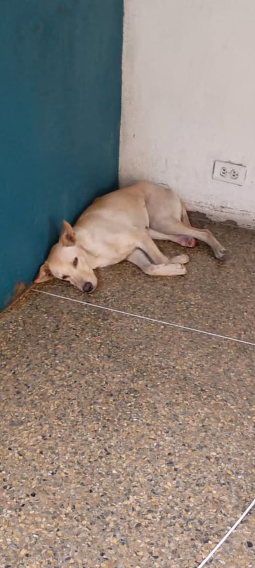 Emergencia apoyo para esa perrita le cortaron su patica está ahy con ese dolor   necesita resguardo está en ccs . Residencias Cristina,de Jesús a garita detrás de la plaza capuchinos el edificio queda cerca de cachilandia....📷📷 CASO DE TERCEROS <a href="/SomosNevado/">MisiónNevadoVzla</a>