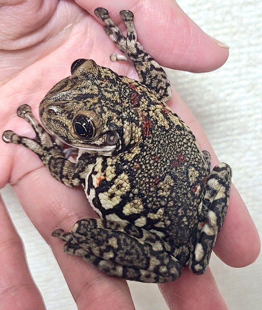 さて、今日こちらでお迎えしたのが…
#アカボシトタテガエル でございます。

前からちょっと気になってて、タイミング見てた🐸です。
中々いい値段しましたがお迎えしました
いつも笑顔みたいなお顔が可愛い💖
家について早々🦗2匹食べたので
状態も良さそう🙆‍♀

#名前はラガー