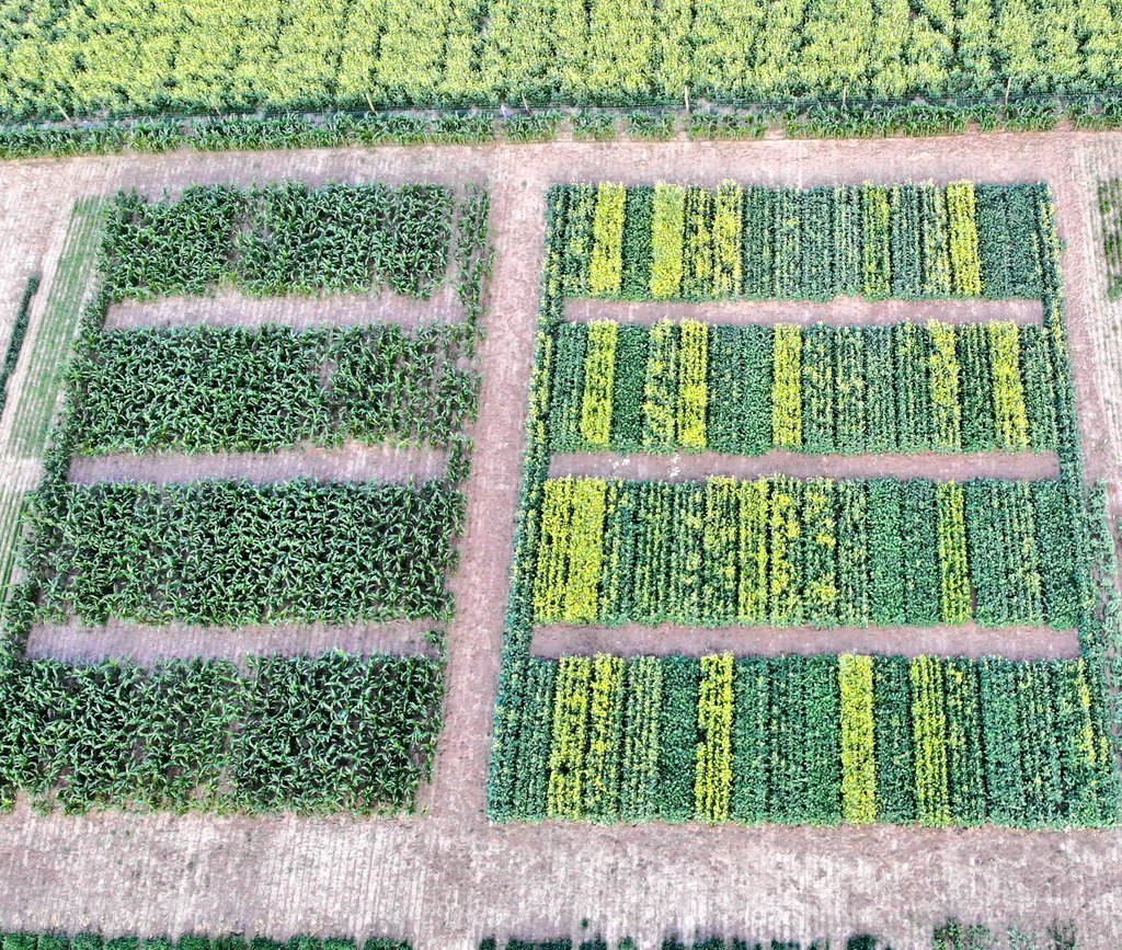 David_Agronomy's tweet photo. These trial sites are pure gold for discussing different ideas together, such as approaches to growing canola. 
Once you can see what tools are available, it's much easier to visually when and how you might plant, sprayer clearance, competitiveness and weed control, harvesting, etc etc.