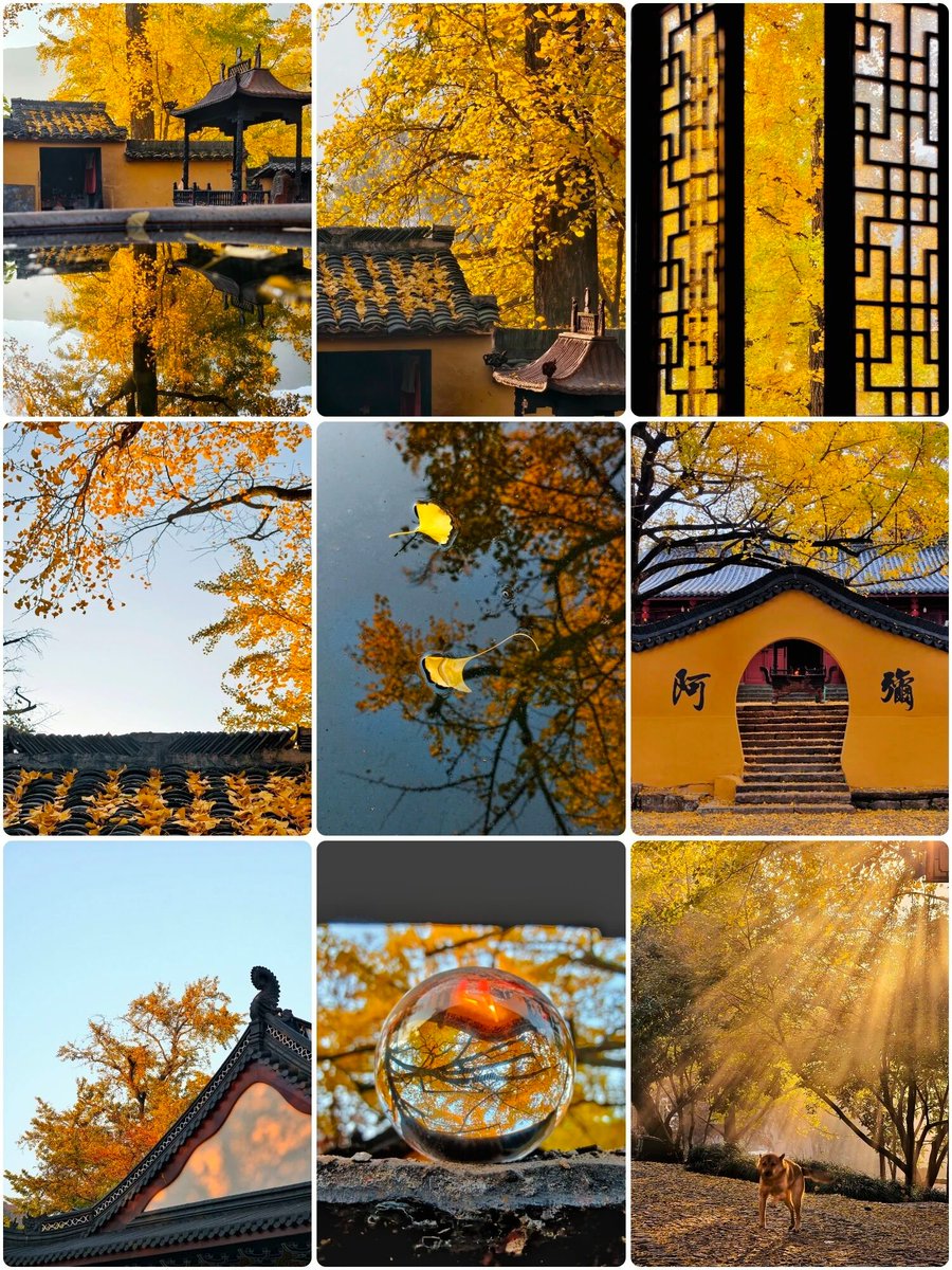 aishuzhan's tweet image. 秋天的枫叶，如同燃烧的火焰，炽热而绚烂，点亮了整个季节的热情。