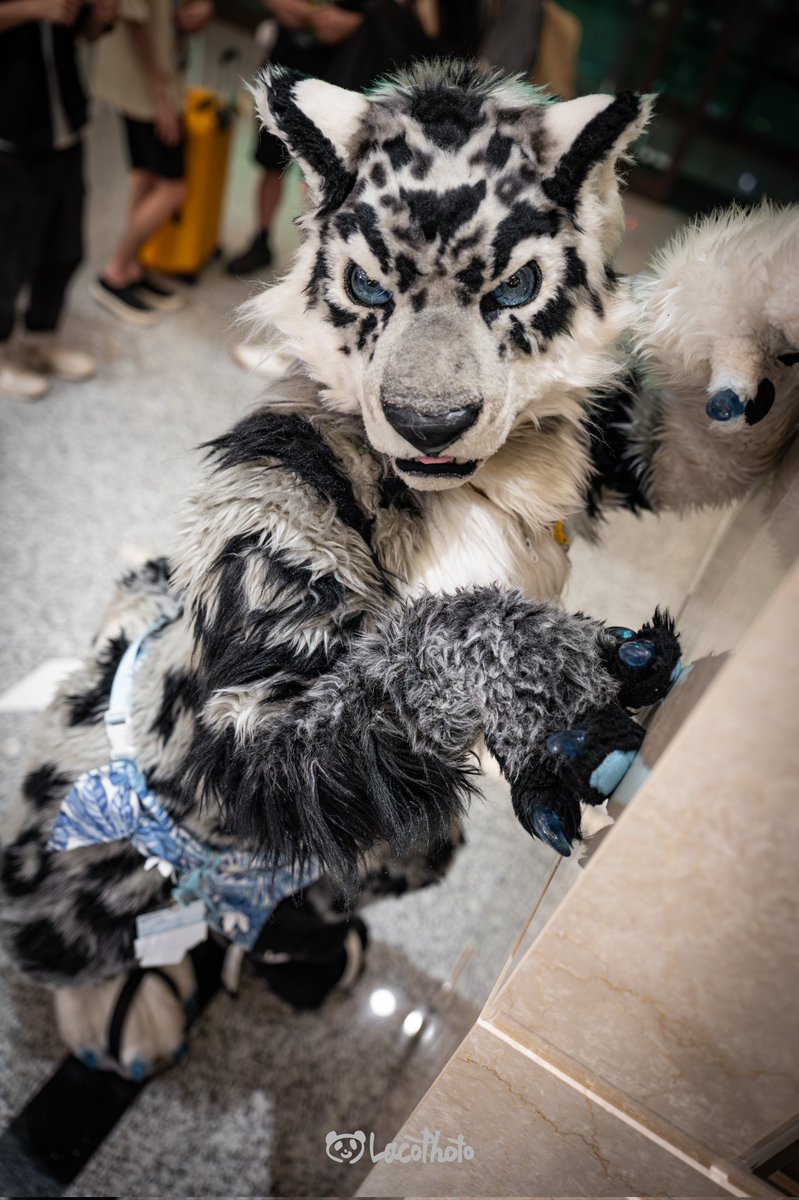 いいにゃんにゃんの日
#Infurnity2025