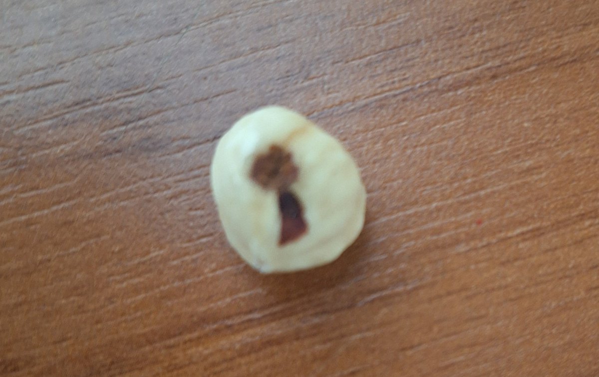 fındıktan bir yeni mesajım var