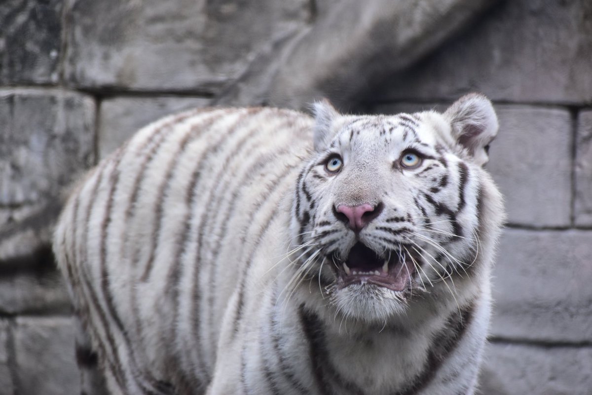 tiger_zoo_c's tweet image. 白虎好きな方多いですねぇ
ね、コタちゃんよ🐯