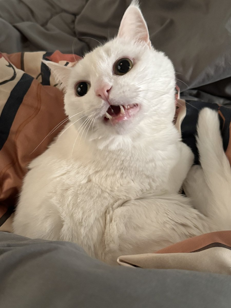 ハク様 (@hakusama0906) / Posts / X