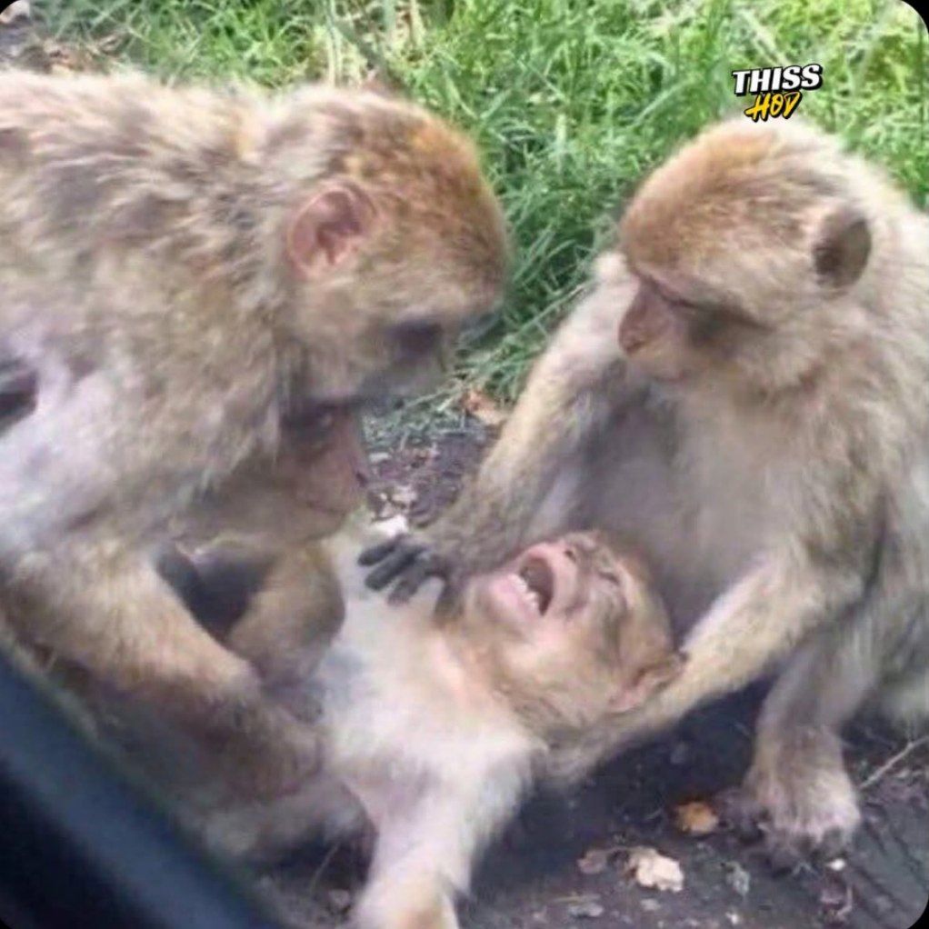 techno_vas's tweet image. Me Checking My Swing Trade Every 20 Mins..