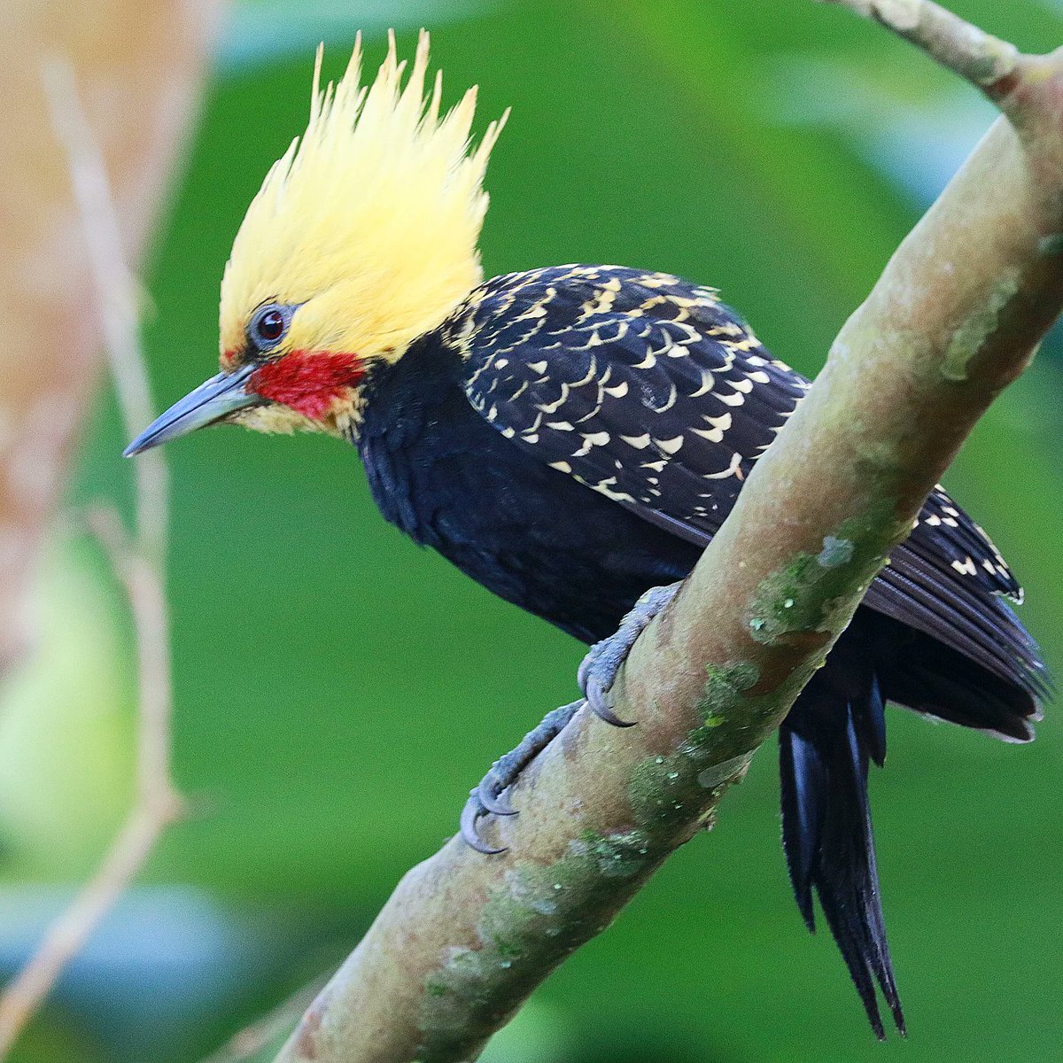 MbarkCherguia's tweet image. Blond-crested woodpecker (Celeus flavescens)

📸 lindolfosouto (Instagram) ©️

#Inspiration #style