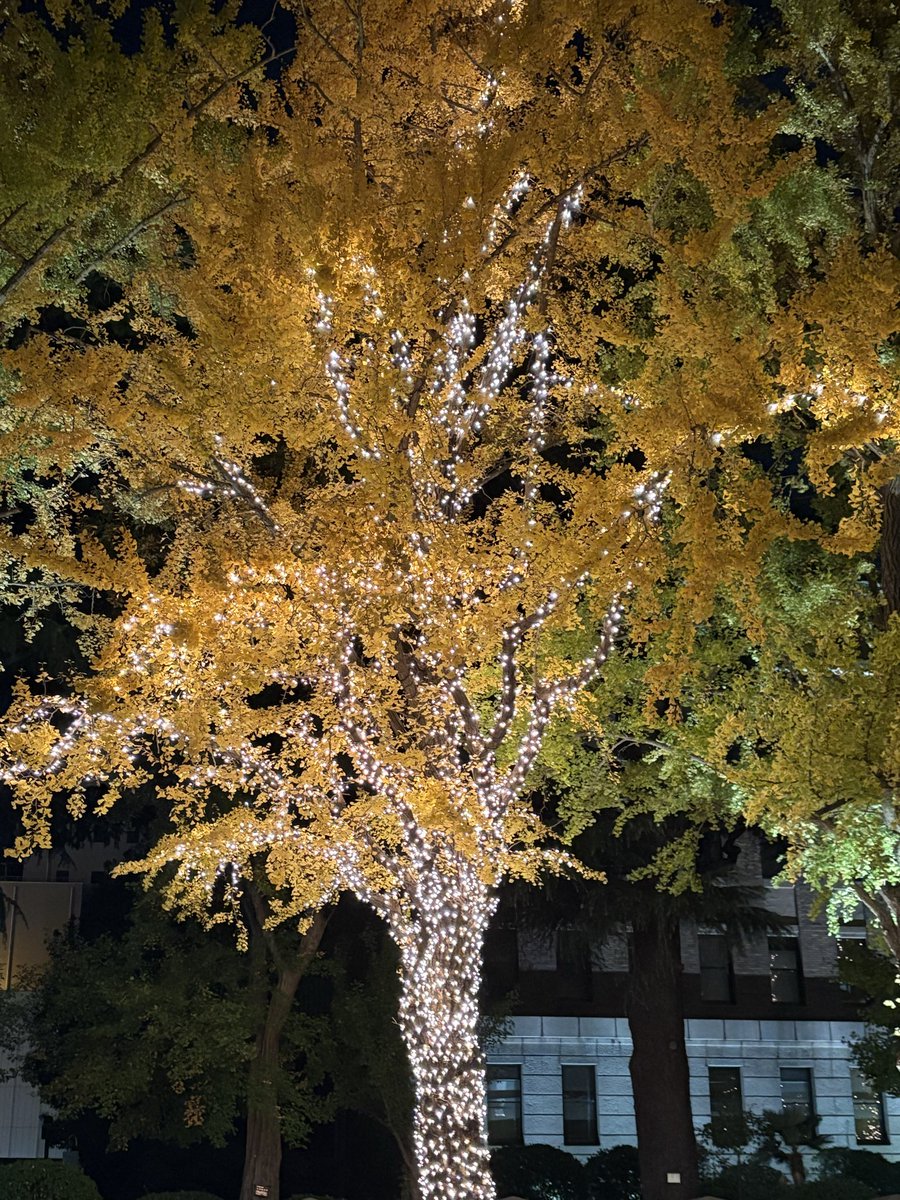 GreatestClassic's tweet image. 24日連続で１万歩を達成しました✨

昨夜は会食で食べ過ぎたのですがウォーキングでリセット完了。

今日は横浜のイルミネーションを見ながら散歩しました。
寒くなる前に気持ちよく歩ける今を満喫します🚶‍♂️✨

#ウォーキング #ダイエット #健康 #フィットネス #散歩 #横浜 #イルミネーション