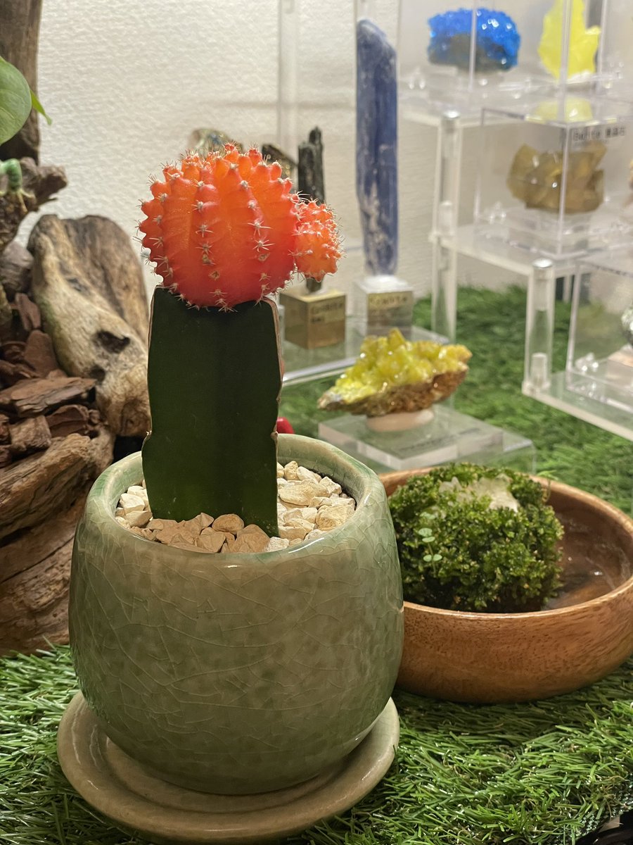 写真にはないですが、うえきちさんのブースで素敵なサボテンお迎え〜
赤い部分が風船みたいでかわいくてイイネ！

コーヒーノキの育て方のアドバイスとか色々教えてもらえて楽しかった！
ありがとうございますた🙏

苔水晶や石と合わせて、レイアウト模索…