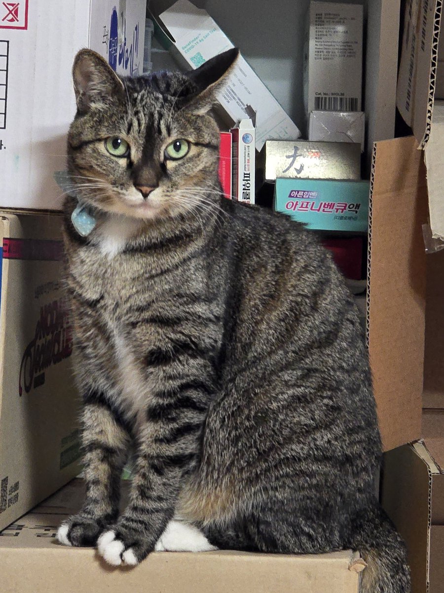 탐라의 이모 삼춘 리춘 함모니 하라버지 언니 오빠 동생들 모두 잘자오. 마리네는 이번엔 아빠가 아프대오. 눈에 문제가 있다고 레이저 몇십방 맞았대오. 그래서 아빠 낫기까지는 좀 덜 물려고 노력할거에오. 아빠가 자꾸 귀찮게 해서 얼마나 참을진 모르겠지만 하여튼 그래오. 마리 하투! ❤️‍🔥❤️‍🔥❤️‍🔥❤️‍🔥❤️‍🔥