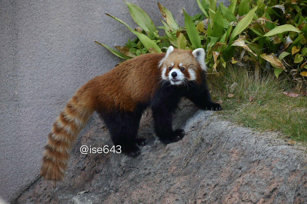 ise643's tweet image. 今日のおジャズも可愛かったです🥰
2025.11.22
#王子動物園
#レッサーパンダ #redpand
#ジャズ