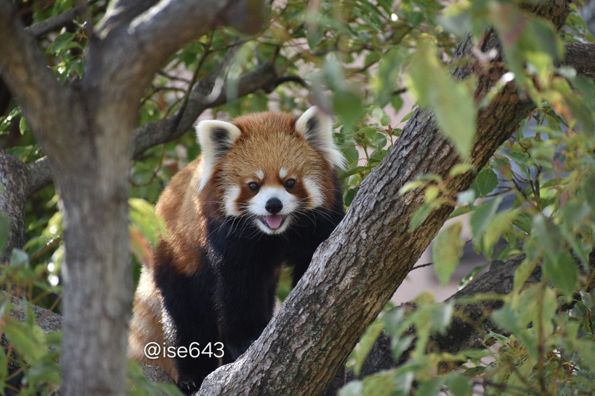 ise643's tweet image. 今日のおジャズも可愛かったです🥰
2025.11.22
#王子動物園
#レッサーパンダ #redpand
#ジャズ