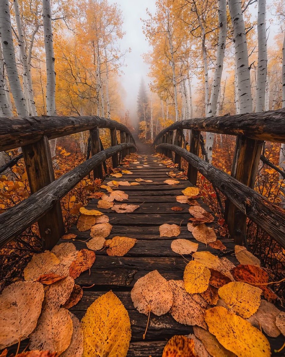 Hello Everyone! 🍂🧡🍁🍂 Have a beautiful day 💞🌸💕