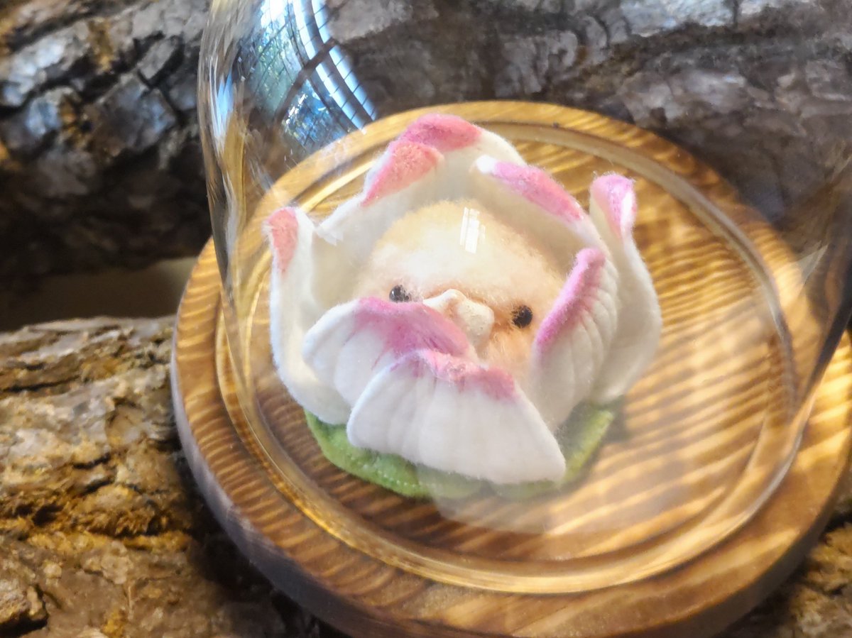 Sayaka Kobori(コボリサヤカ)◇11月22日大雄寺展示/29日駒込神社出店