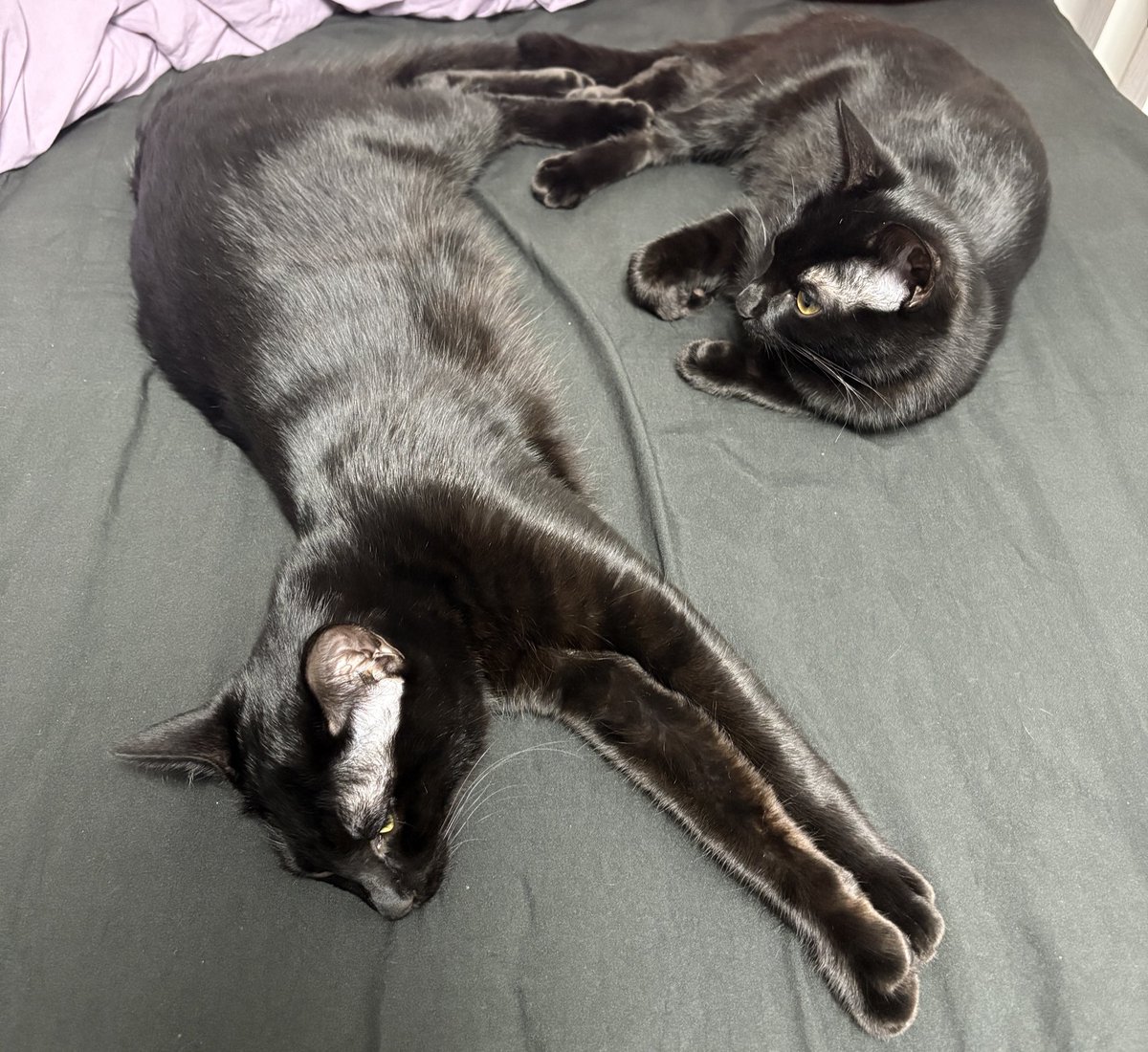 deEp4im's tweet image. 윤기 챠르르