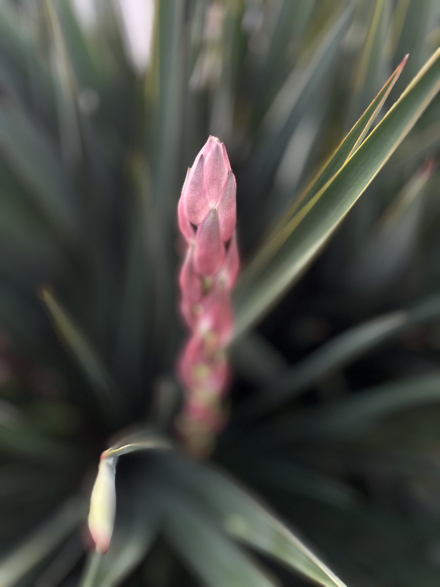 ErolPhotog15142's tweet photo. “Before blooming”

I find taking photos of flowers in portrait mode more beautiful than in photo mode.

#beforeblooming #yucca #flower #shotoniphone #photo https://t.co/2d87Nm9DPh