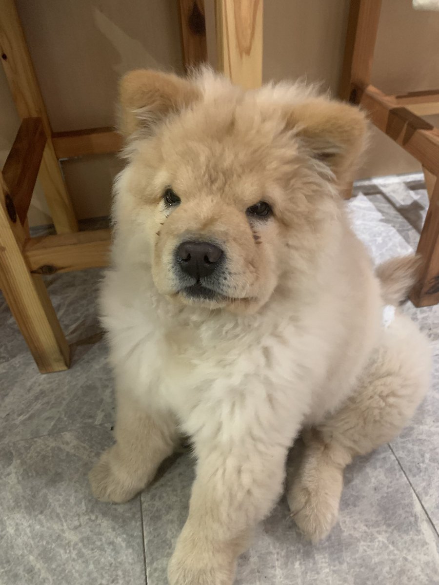 neuraloverlap's tweet image. 本日は観劇の後はめいちゃん家でエブ作家さんの忘年会！
めいちゃんの弟分、恭明ちゃんに初めてお会いしました！
しっぽフリフリ、とても懐こくて、かわいい〜💕