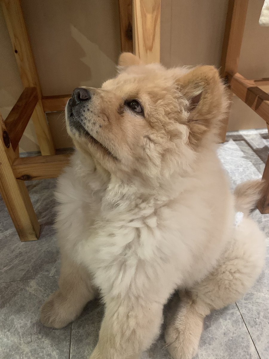 neuraloverlap's tweet image. 本日は観劇の後はめいちゃん家でエブ作家さんの忘年会！
めいちゃんの弟分、恭明ちゃんに初めてお会いしました！
しっぽフリフリ、とても懐こくて、かわいい〜💕