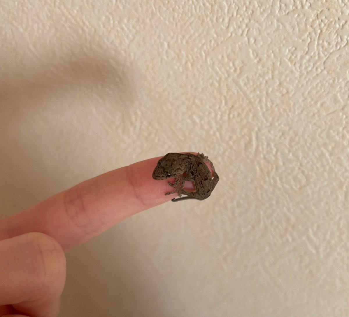 ヤモリの赤ちゃんいたー！🦎