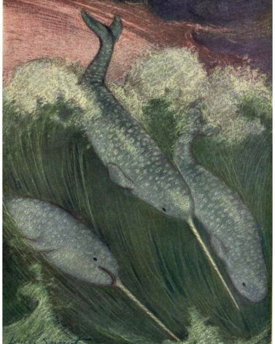BioDivLibrary's tweet image. Narwhals (Monodon monoceros) are called the unicorn of the sea — for obvious reasons.
This illustration by Louis A. Sargent comes from &quot;The wild beasts of the world&quot;, v. 2 (1909), contributed to BHL by @uoftlibraries: biodiversitylibrary.org/page/19657038 #SciArt #ILoveBHL