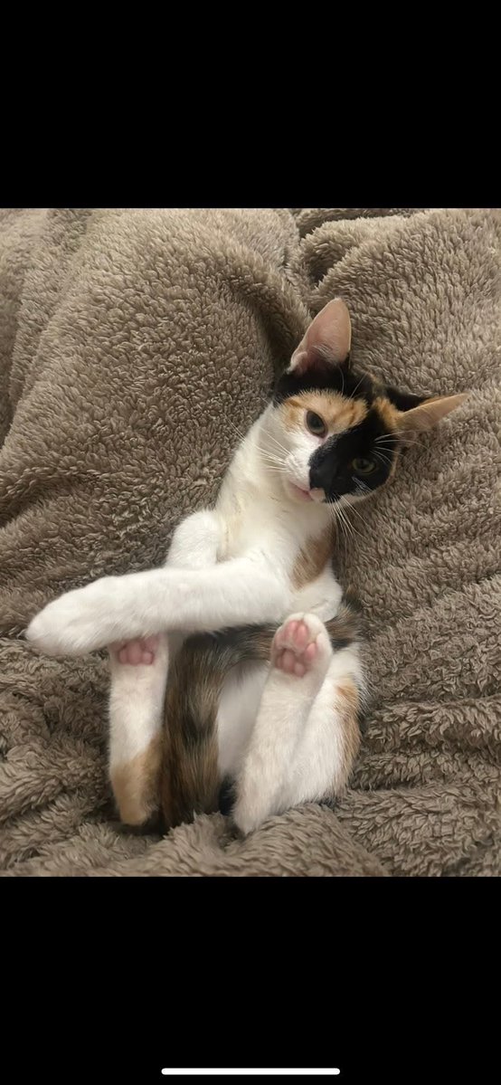 MissingPetsGB's tweet image. 8 months since little MINI was #stolen by owners ex partner &amp;amp; dumped nr Chester le Street #dh3

If you have found Mini &amp;amp; kept her you must know she wasn&apos;t a stray or given away. She is not yours to keep. She was STOLEN &amp;amp; DUMPED

Calico KITTEN #missing
Spayed &amp;amp; chipped #Caturday