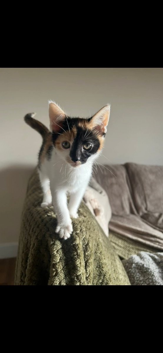 MissingPetsGB's tweet image. 8 months since little MINI was #stolen by owners ex partner &amp;amp; dumped nr Chester le Street #dh3

If you have found Mini &amp;amp; kept her you must know she wasn&apos;t a stray or given away. She is not yours to keep. She was STOLEN &amp;amp; DUMPED

Calico KITTEN #missing
Spayed &amp;amp; chipped #Caturday