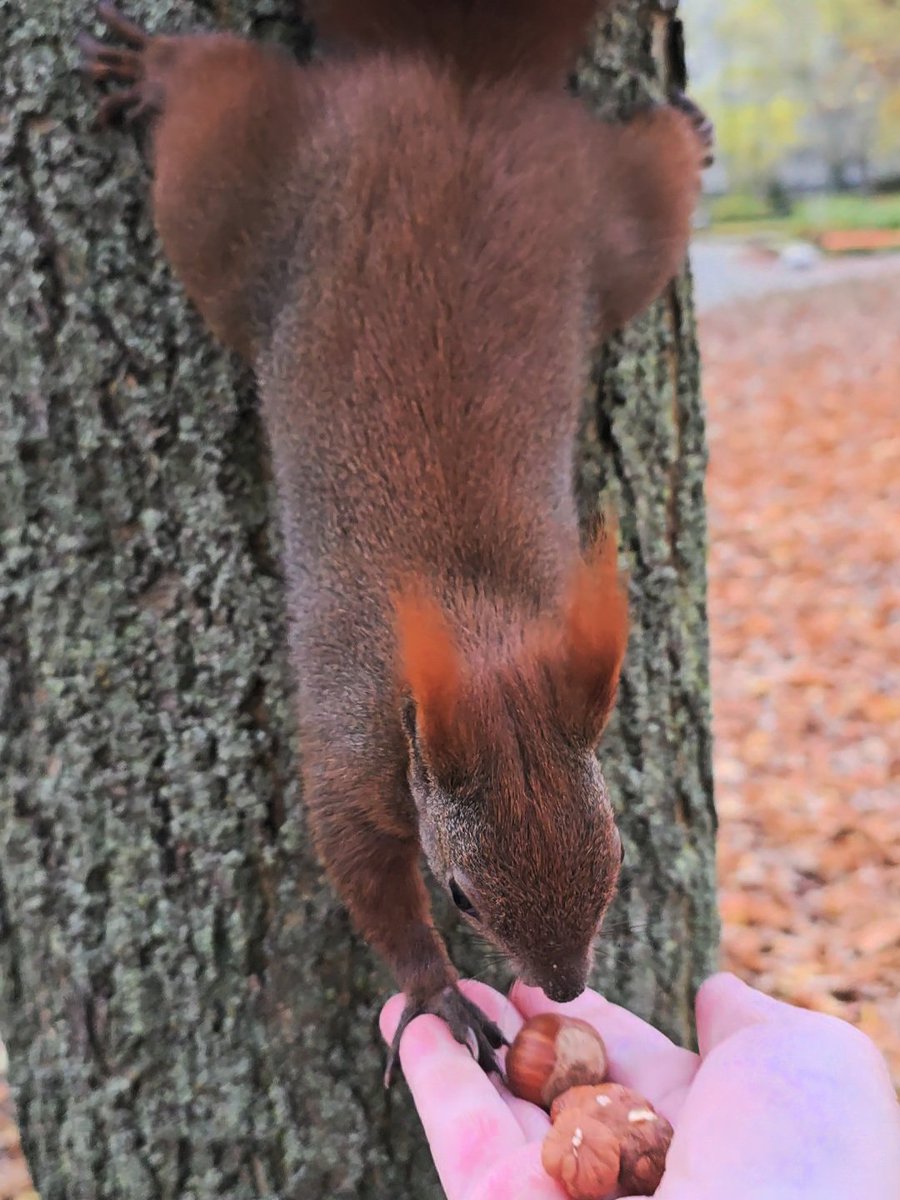 Guten Morgen aus Nusshausen 🐿