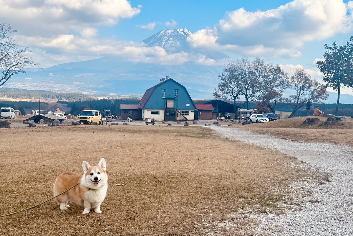 gabrielthecorgi's tweet image. 日本一高い山と日本一タオル盗みが上手な犬